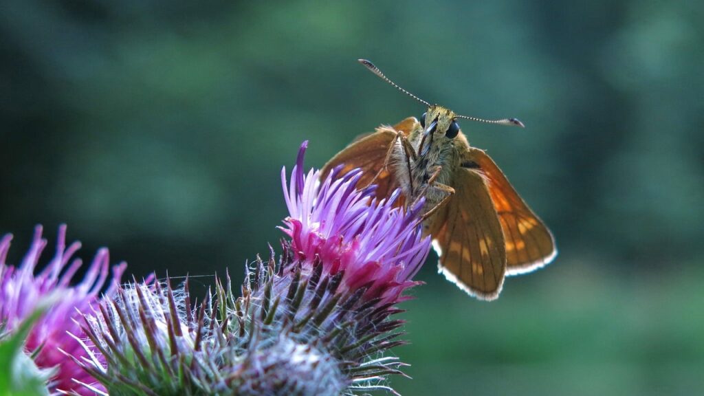 skipper, butterfly, insect-8559802.jpg