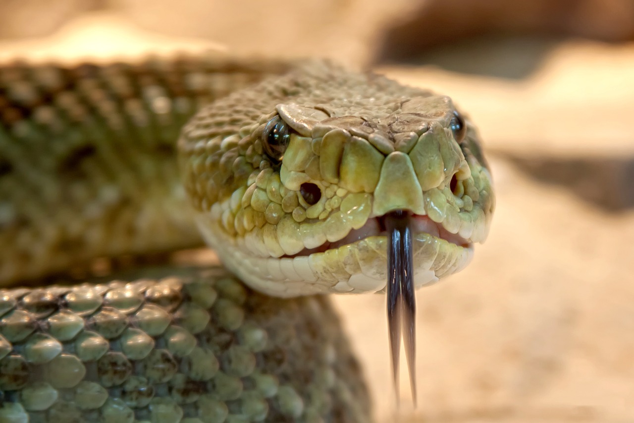 speckled rattlesnake, snake, nature-653642.jpg
