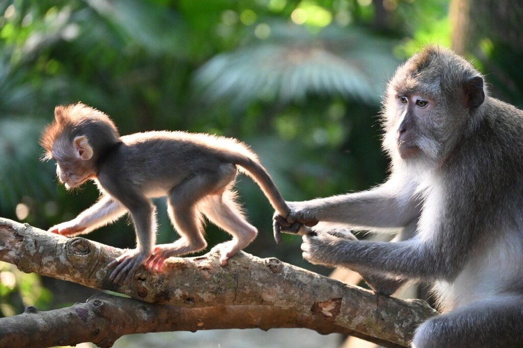 macaque, monkey, animal-8256950.jpg